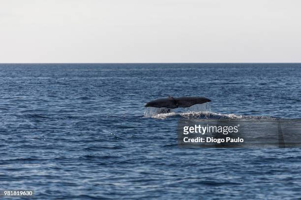 sperm whale swimming in sea, sao miguel, azores, portugal - walflosse stock-fotos und bilder