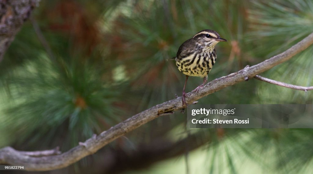 Northern Waterthrush