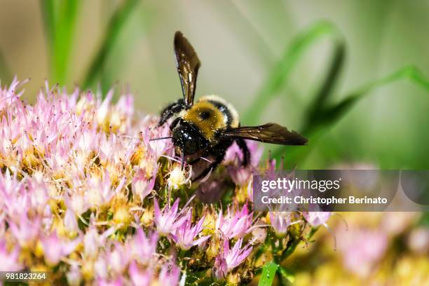 pollen count - pollen count stock pictures, royalty-free photos & images