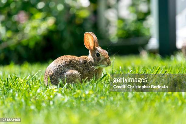 neighborhood rabbit - cottontail stock pictures, royalty-free photos & images
