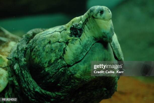 brutus - brutus stock pictures, royalty-free photos & images