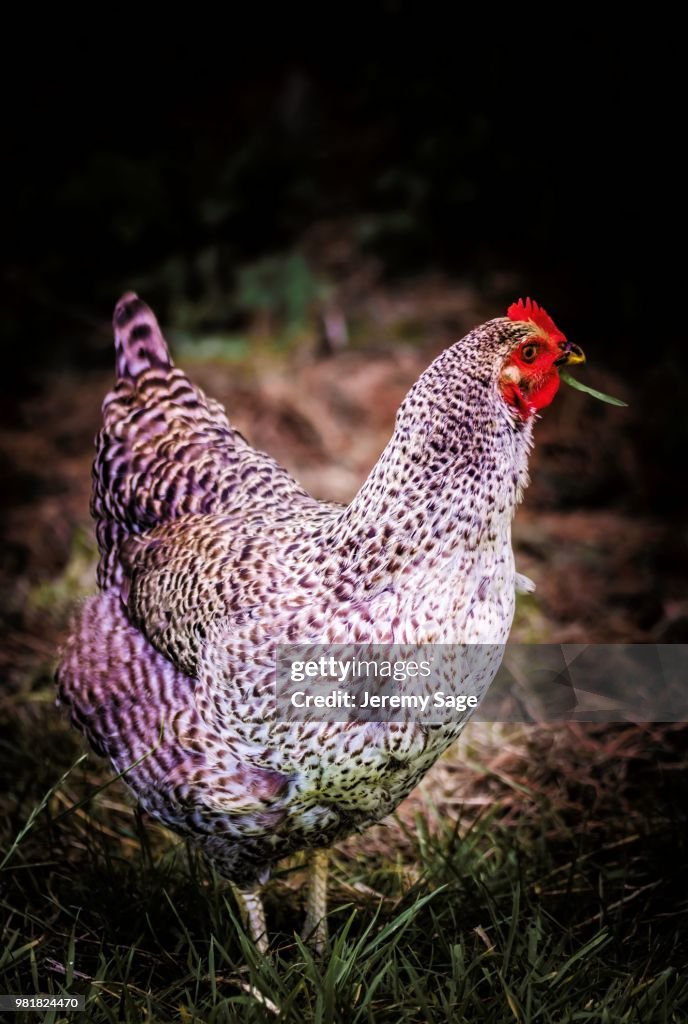 Chicken