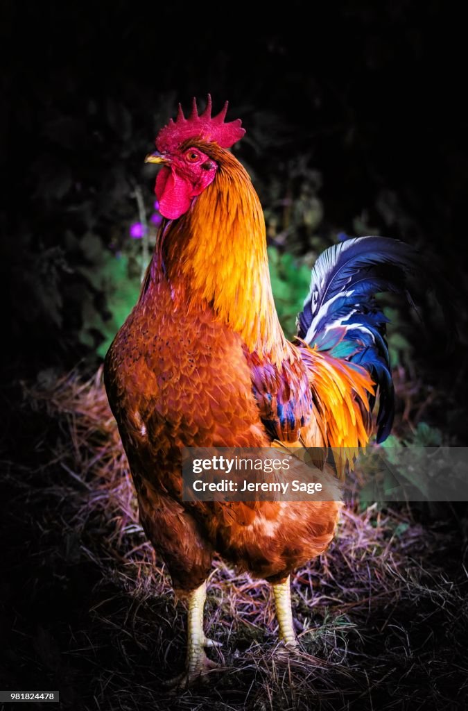 Cockerel