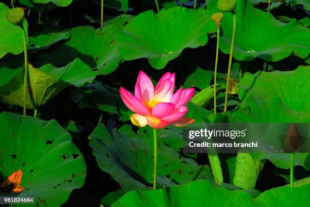 fiore di loto - fiore di loto stock pictures, royalty-free photos & images