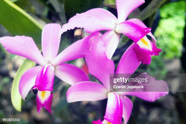 beautiful puple orchids - puple stock pictures, royalty-free photos & images