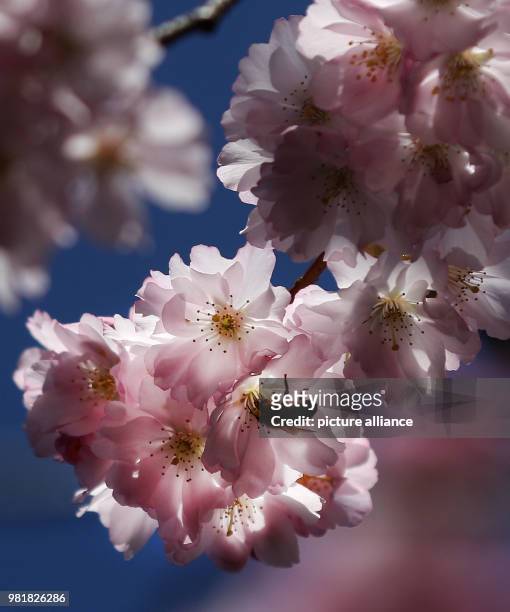 April 2018, Germany, Dortmund: A bee sitting on a flower of a Japanese cherry birch. Photo: Ina Fassbender/dpa