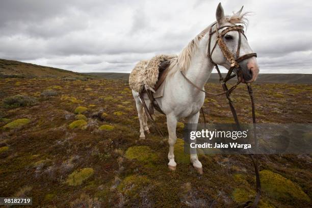 horse in tierra del fuego, patagonia,  chile - jake warga stockfoto's en -beelden