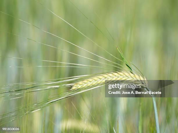 full frame of green spike of a wheat field. - frame border stockfoto's en -beelden