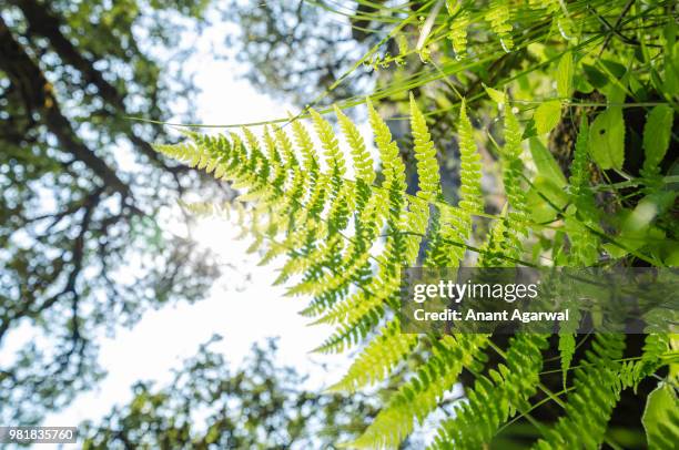 look deep into nature, and then you will understand everything better." -albert einstein - eastern white pine stock pictures, royalty-free photos & images