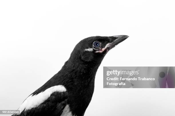 magpie with white background - white crow stock pictures, royalty-free photos & images