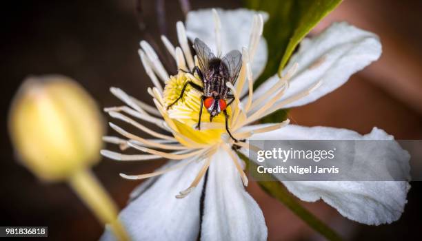 red eyed fly! - jarvis summers stock pictures, royalty-free photos & images