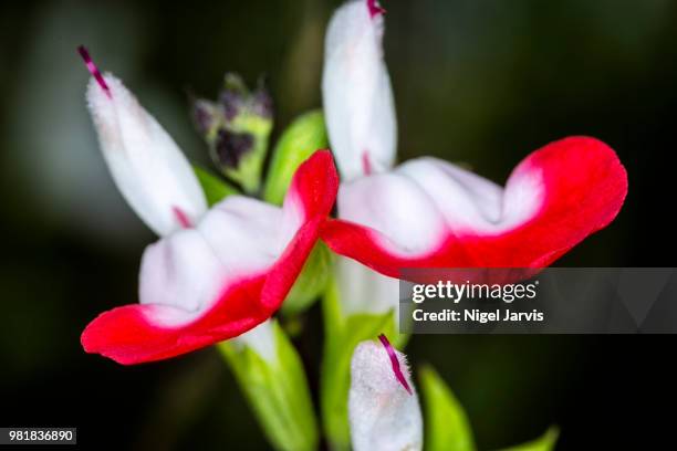red & white - jarvis summers stock pictures, royalty-free photos & images