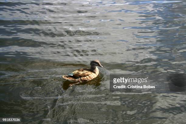 cute duck - cristina marino foto e immagini stock