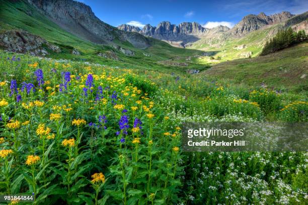 american basin wildflowers - rocky parker stock pictures, royalty-free photos & images