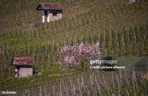 April 2018, Germany, Heppenheim: A blossoming almond tree stands on a vineyard slope. Photo: Andreas Arnold/dpa