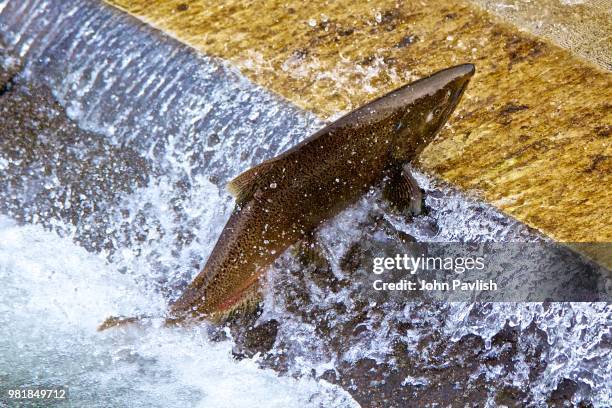 single salmon jumping at  fish latter hatchery - salmon jumping stockfoto's en -beelden