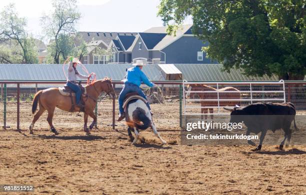 String Line Cattle Roping 2,476 Roping Cattle Stock Photos, High-Res Pictures, and Images - Getty ...
