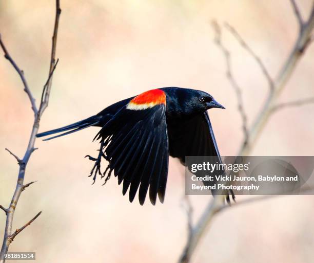 red winged blackbird in flight showing his colors - massapequa stock pictures, royalty-free photos & images