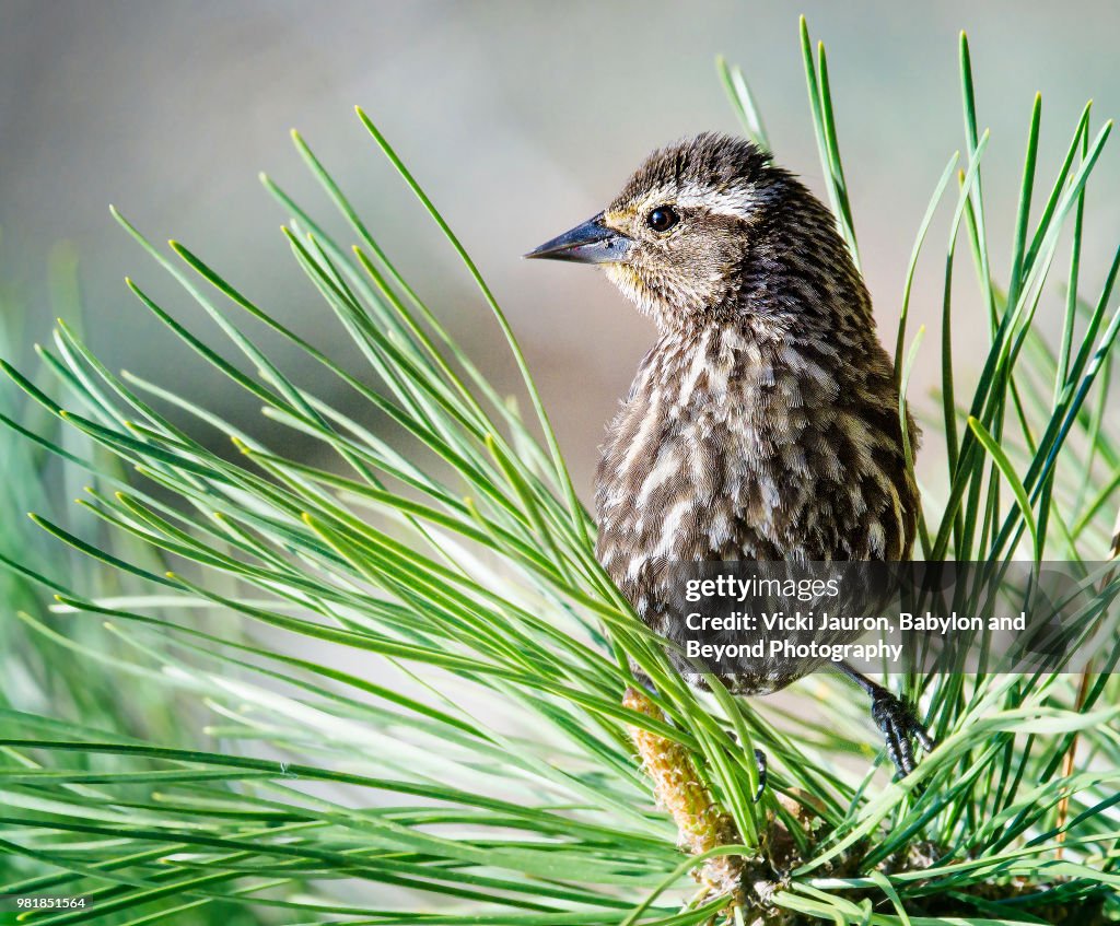 Female Red Winged Blackbird Perched in Pine Tree