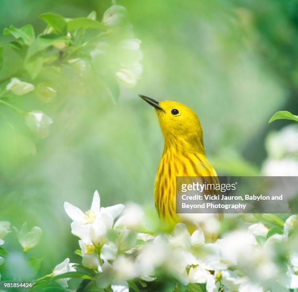 yellow warbler peeking out through spring flowers - chipe amarillo fotografías e imágenes de stock