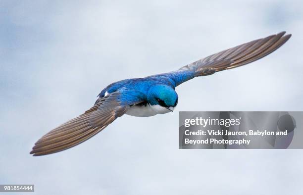 close up of a tree swallow hunting for food - swallow bird - fotografias e filmes do acervo