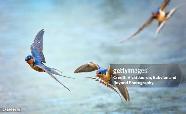 barn swallows in flight against blue water - water bird fotografías e imágenes de stock