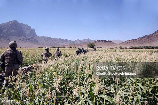 soldiers walking through a wheat field in afghanistan. - afghanistan soldier stock pictures, royalty-free photos & images