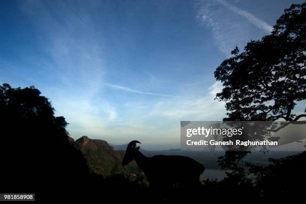 nilgiri tahr scape - transferbild stock-fotos und bilder