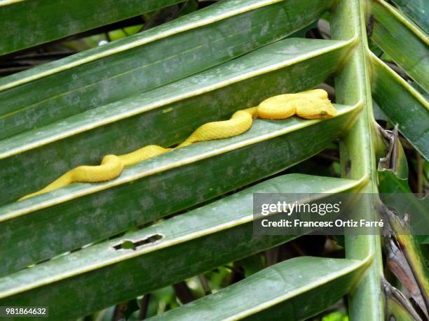 costa rica : parque nacional cahuita... venomous snake - provincia de limón fotografías e imágenes de stock