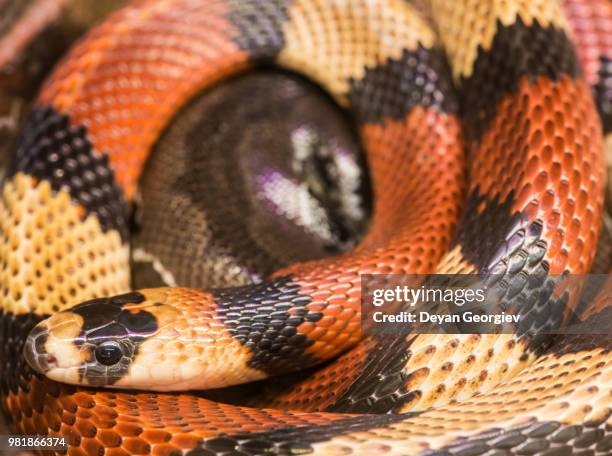 red milk snake - milk snake stock pictures, royalty-free photos & images