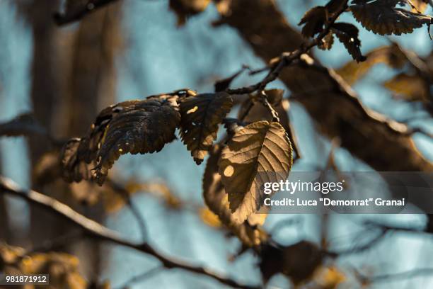 natur - natuur stock pictures, royalty-free photos & images