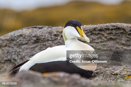 Common Eider Common Eider