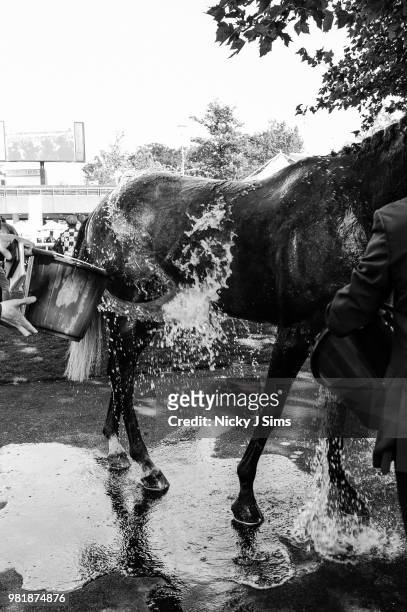 Horse is cooled down after a race on day 4 of Royal Ascot at Ascot Racecourse on June 22, 2018 in Ascot, England.