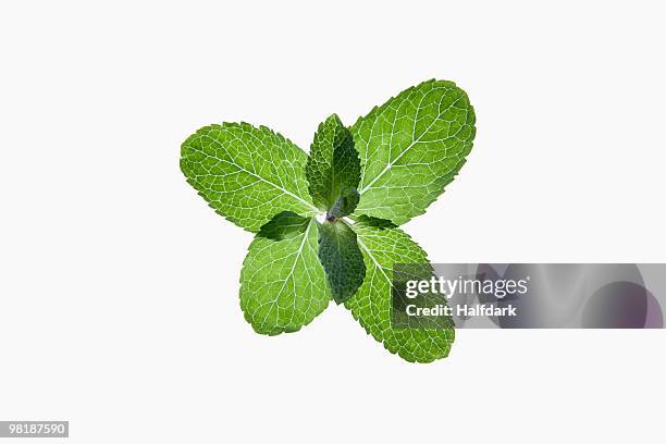 a bunch of organic mint leaves on a lightbox - mint leaf stock pictures, royalty-free photos & images