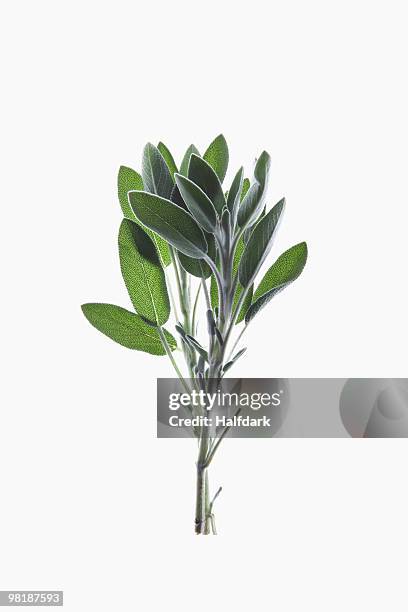 a sprig of organic sage on a lightbox - sage stock-fotos und bilder