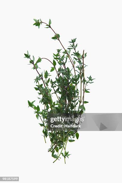 a sprig of organic thyme on a lightbox - thyme stock pictures, royalty-free photos & images