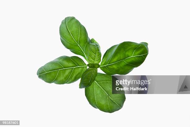 a bunch of organic basil leaves on a lightbox - basil stock pictures, royalty-free photos & images