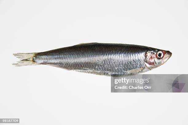 a sardine - sardine photos et images de collection