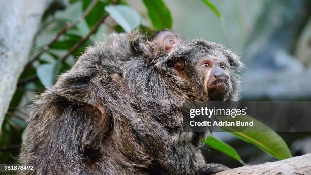 monkey with baby sitting on the back - white faced saki monkey stock pictures, royalty-free photos & images