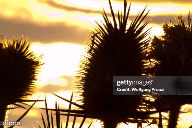 thistles in the evening - thistle silhouette stock pictures, royalty-free photos & images