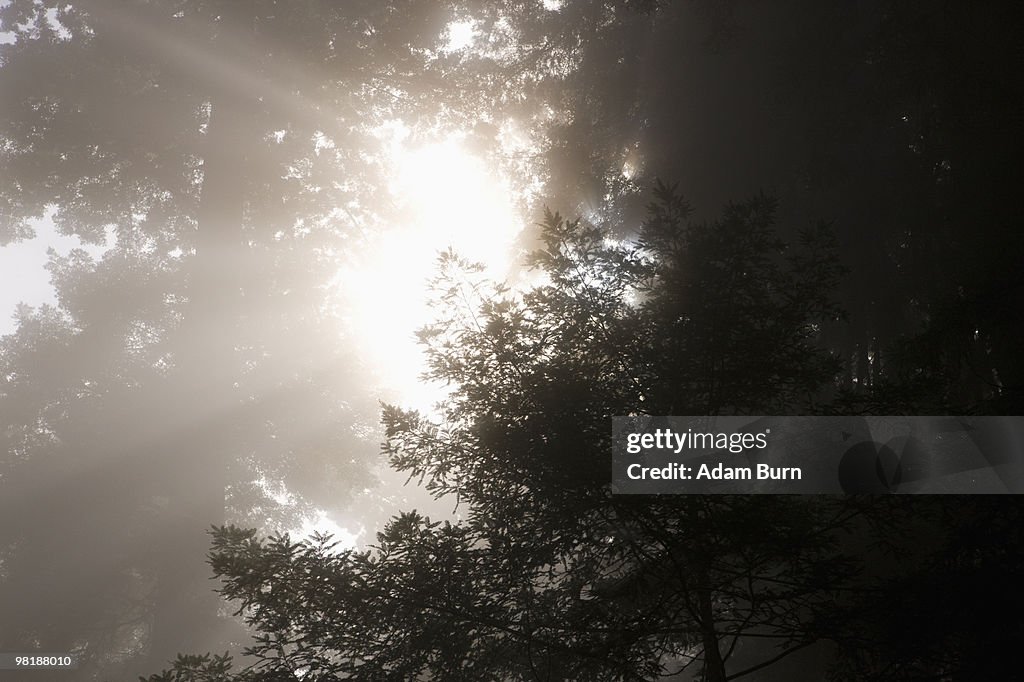 Sunlight streaming through trees in a misty forest
