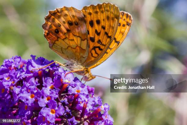 comma butterfly - comma butterfly stock pictures, royalty-free photos & images