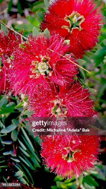 red flowers of arizona - adela foto e immagini stock