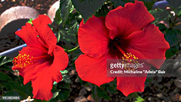 two red hibiscus flowers - adela foto e immagini stock