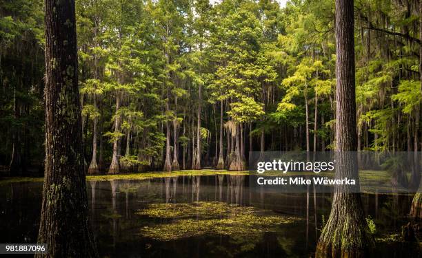 tallahassee cypress swamp - zone humide photos et images de collection