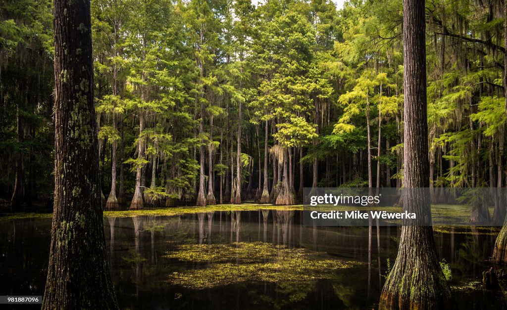 Tallahassee Cypress Swamp