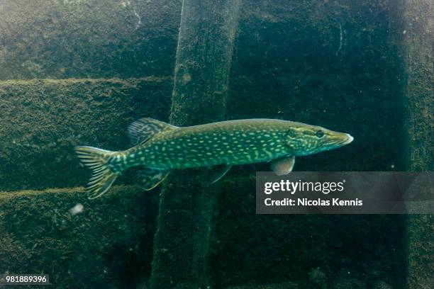 doische,belgium - speckled trout stock-fotos und bilder