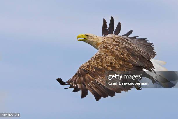 a white tailed sea eagle flying in inner hebrides, scotland. - white tailed eagle stock pictures, royalty-free photos & images