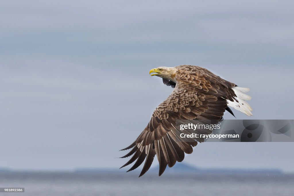Sea eagle