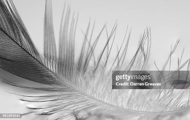 light as a feather - white feather stock pictures, royalty-free photos & images